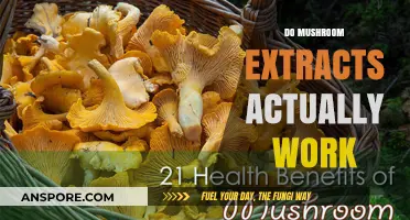 Mushroom Extracts: Do They Work?