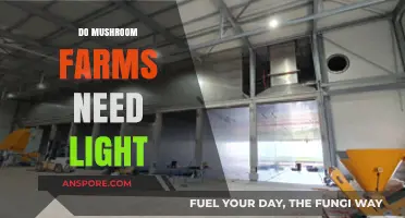 Mushroom Farms: Do They Need Light to Grow?