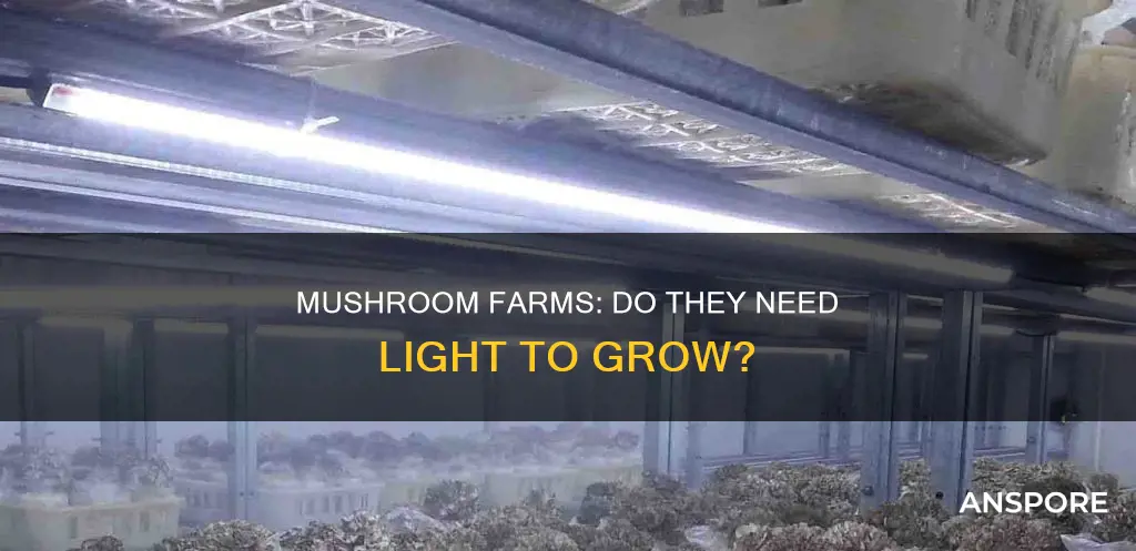 do mushroom farms need light