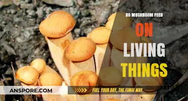 Do Mushrooms Feed on Living Things? Unveiling Their Unique Survival Strategies