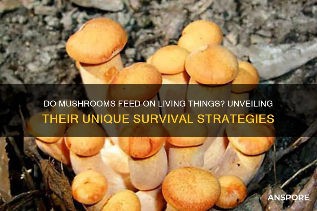 do mushroom feed on living things