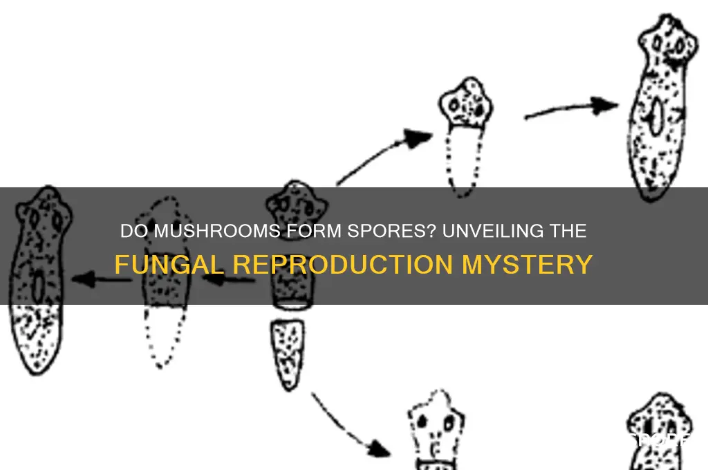 do mushroom forms spores