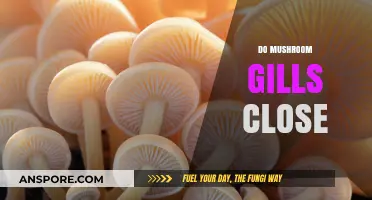 Mushroom Gills: Do They Close or Stay Open?