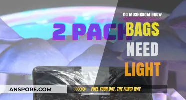 Do Mushroom Grow Bags Need Light? Essential Insights for Successful Cultivation