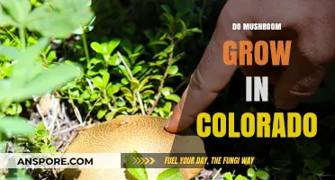 Exploring Colorado's Fungal Diversity: Do Mushrooms Thrive in the Rocky Mountains?