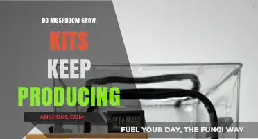 Do Mushroom Grow Kits Keep Producing? A Long-Term Yield Analysis