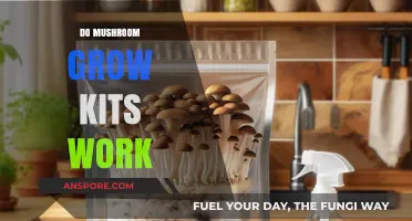 Do Mushroom Grow Kits Work? Unveiling the Truth Behind Home Cultivation