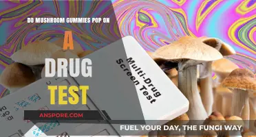 Mushroom Gummies and Drug Tests: Will They Trigger a Positive Result?