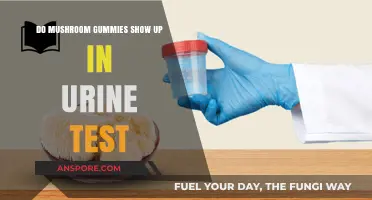 Will Mushroom Gummies Appear in Urine Tests? What You Need to Know