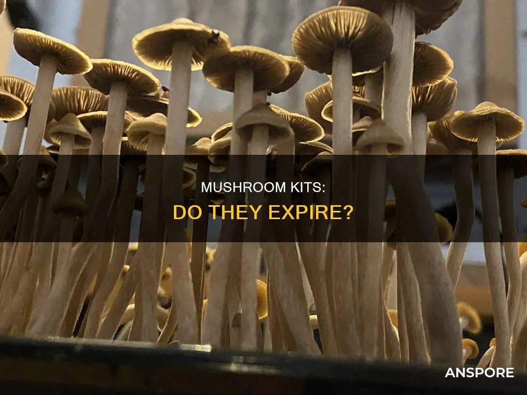 do mushroom kits expire
