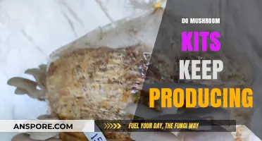 Mushroom Kits: Perpetual Bounty or One-Time Wonder?