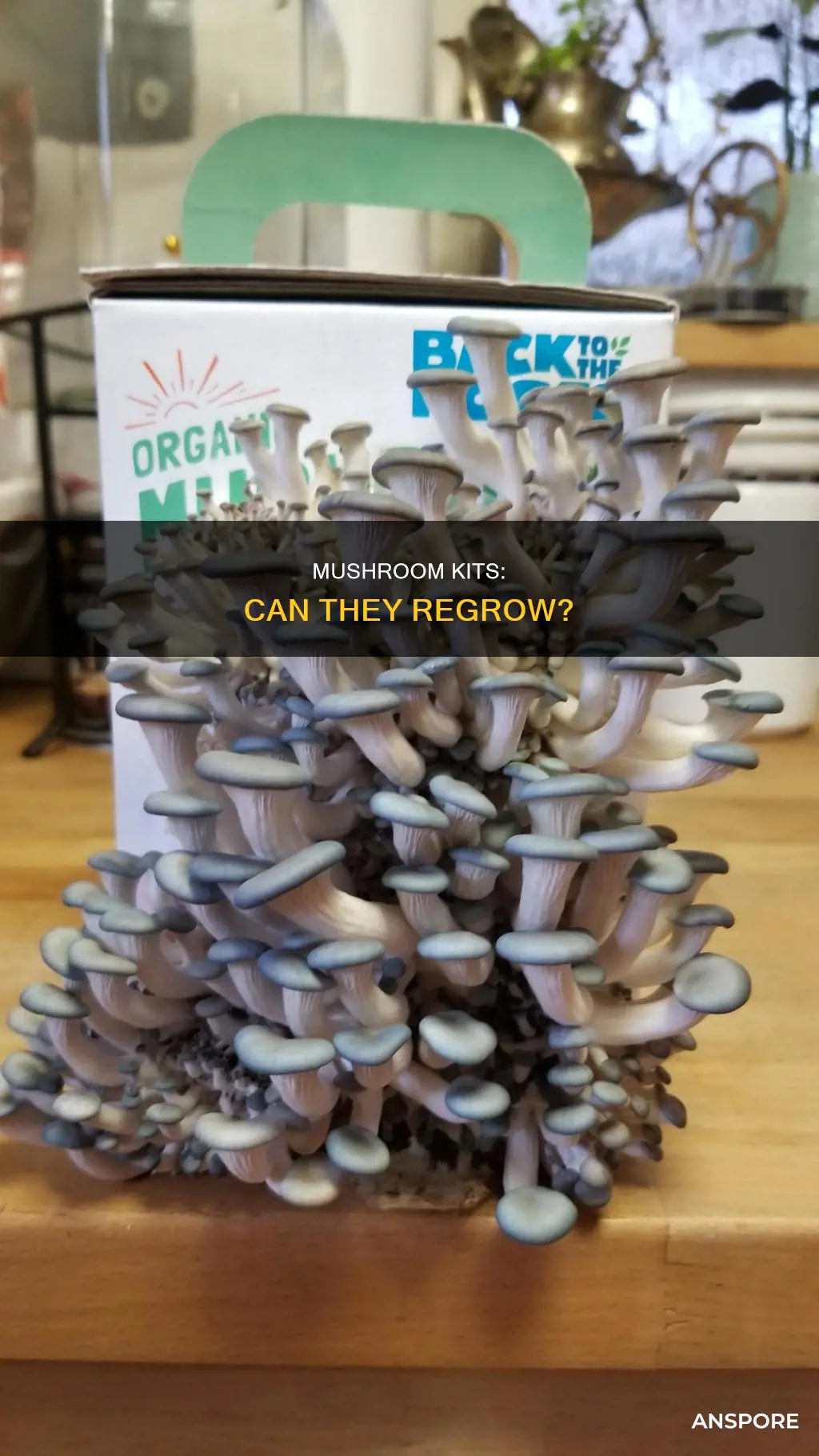 do mushroom kits regrow