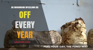 Annual Mushroom Mycelium Lifespan: Do They Truly Die Off Yearly?