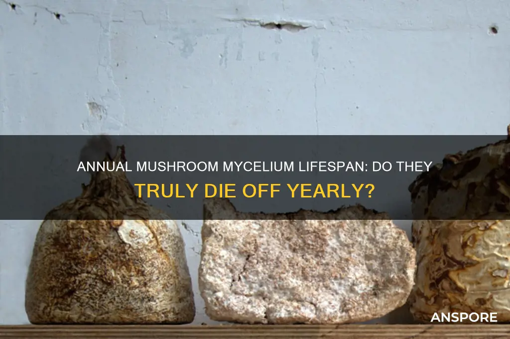 do mushroom mycelium die off every year