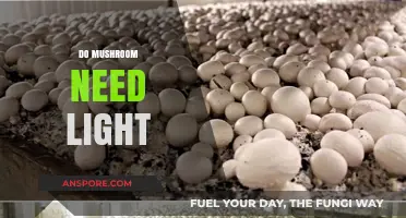 Mushroom Cultivation: Light or Dark?