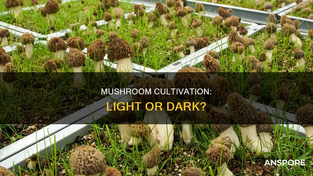 do mushroom need light