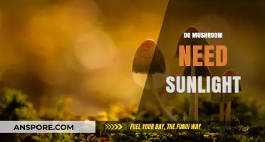 Mushroom Growth: Sunlight or Shade?
