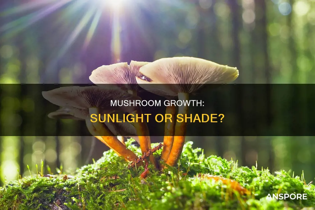 do mushroom need sunlight