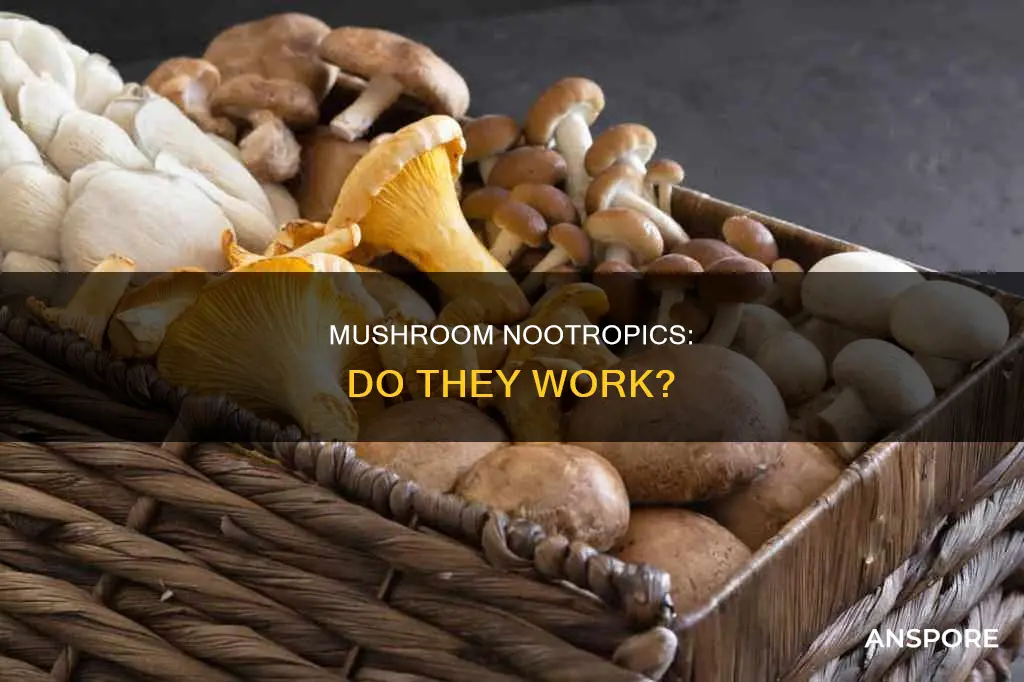 do mushroom nootropics work