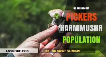 Mushroom Pickers: Friends or Foes of Fungi?