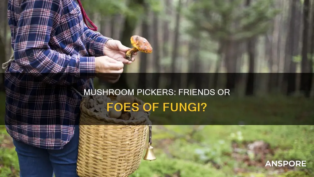 do mushroom pickers harmmushroom population