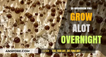 Do Mushroom Pins Grow Overnight? Unveiling the Truth Behind Rapid Growth