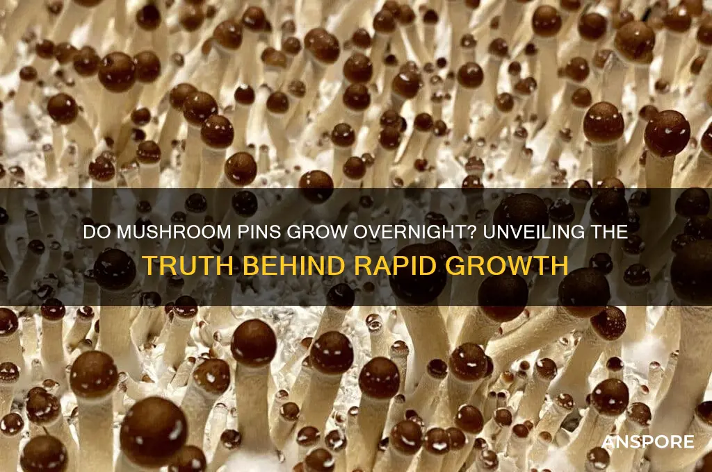 do mushroom pins grow alot overnight