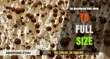 Do Mushroom Pins Grow to Full Size? Unveiling the Truth