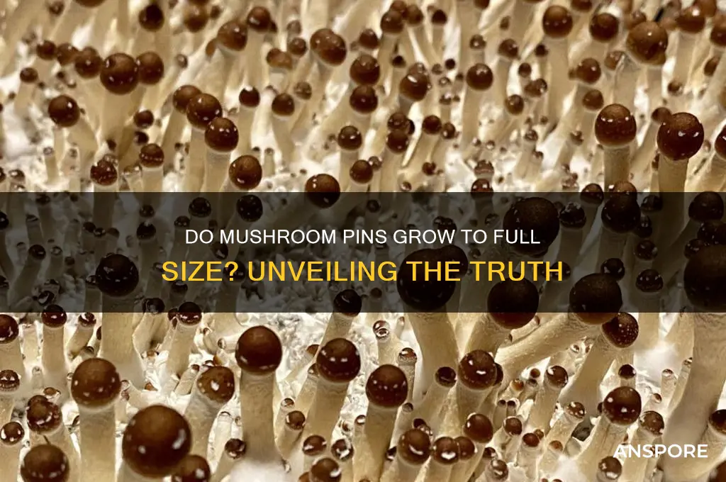 do mushroom pins grow to full size