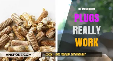 Mushroom Plugs: Do They Work?