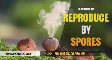 Mushroom Reproduction: Spores and More