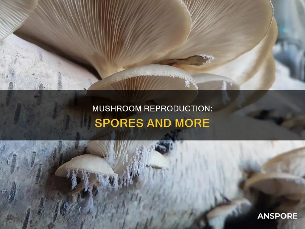 do mushroom reproduce by spores
