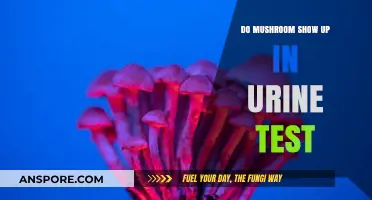 Do Mushrooms Appear in Urine Tests? Facts and Myths Explained