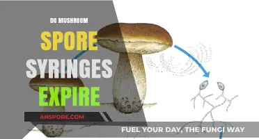 Mushroom Spore Syringes: Expiry and Longevity