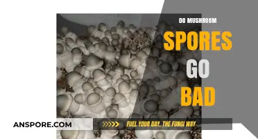 Do Mushroom Spores Expire? Shelf Life and Storage Tips Explained