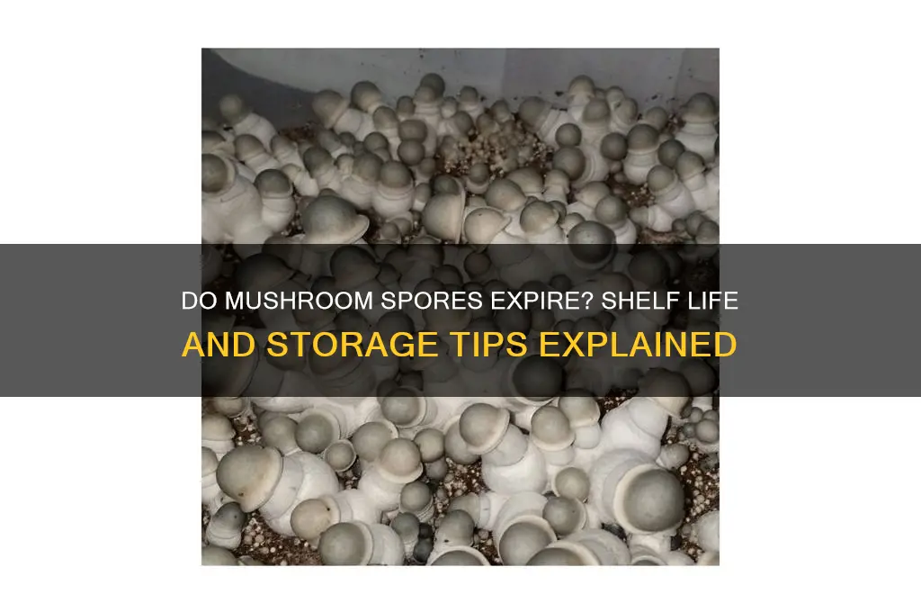 do mushroom spores go bad