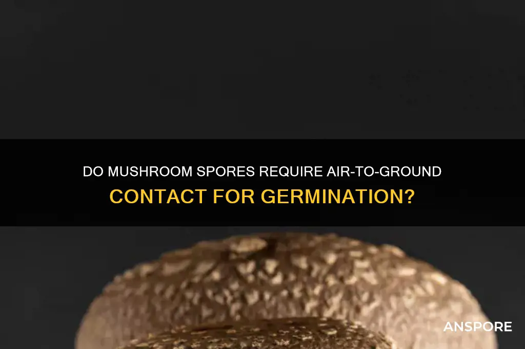 do mushroom spores need air to ground