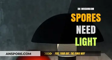 Do Mushroom Spores Need Light? Unveiling the Truth for Successful Growth