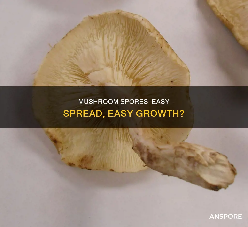 do mushroom spores spread easily