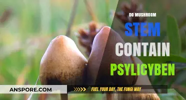 Mushroom Stems: Are They a Psychedelic Source?