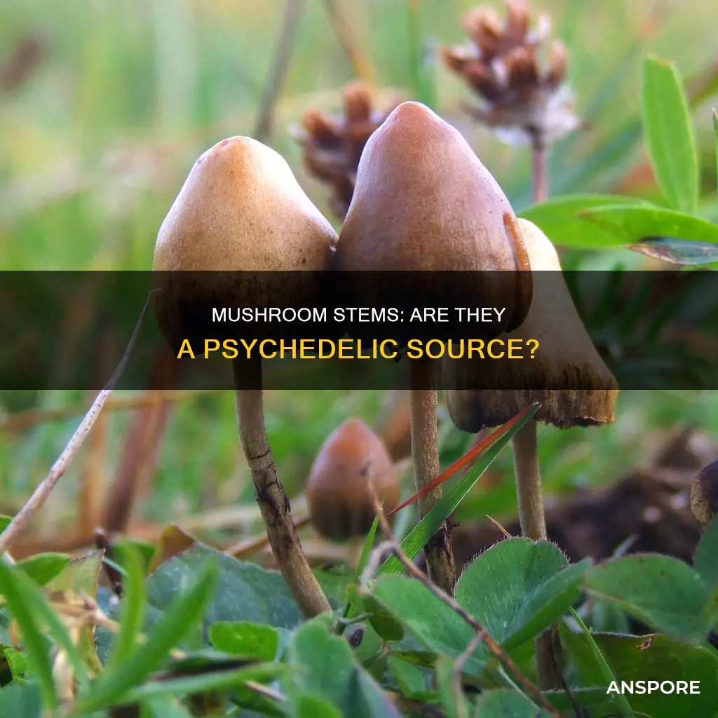 do mushroom stem contain psylicyben