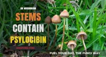 Magic Mushroom Stems: Do They Contain Psilocybin?