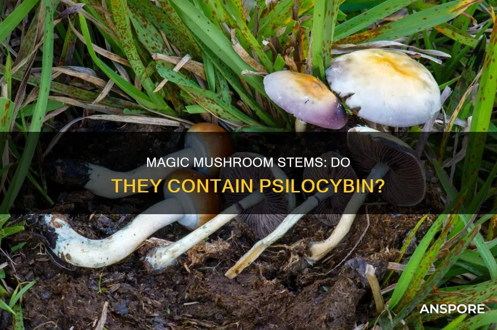 do mushroom stems contain psylocibin