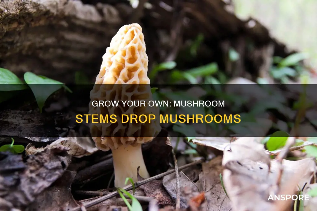 do mushroom stems drop mushrooms