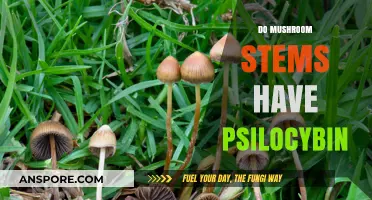 Magic Mushrooms: Do Stems Contain Psilocybin?