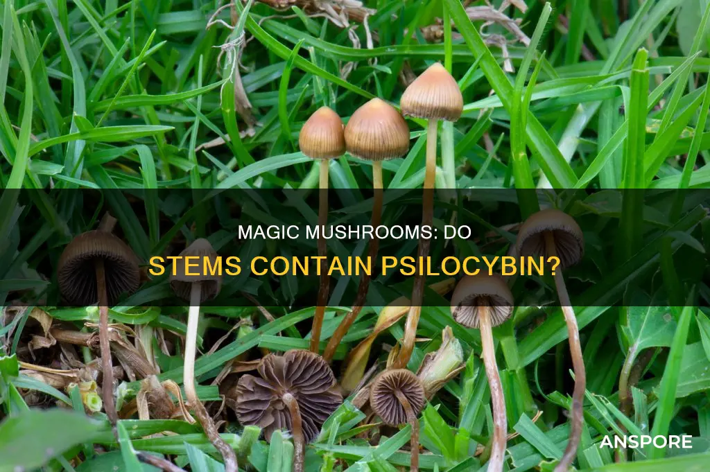 do mushroom stems have psilocybin