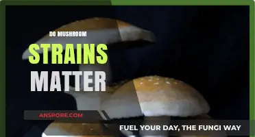 Mushroom Strains: Does Variety Impact Experience?