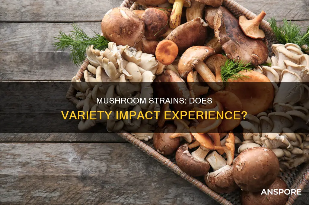 do mushroom strains matter