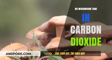 Do Mushrooms Absorb Carbon Dioxide? Exploring Their Role in Ecosystems
