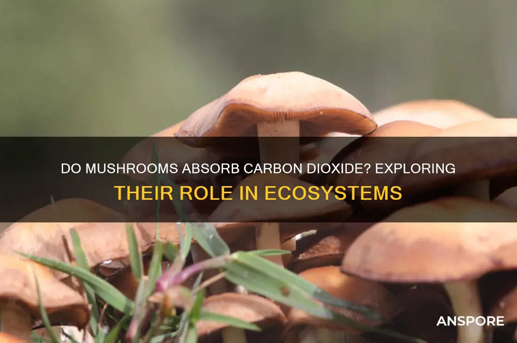 do mushroom take in carbon dioxide